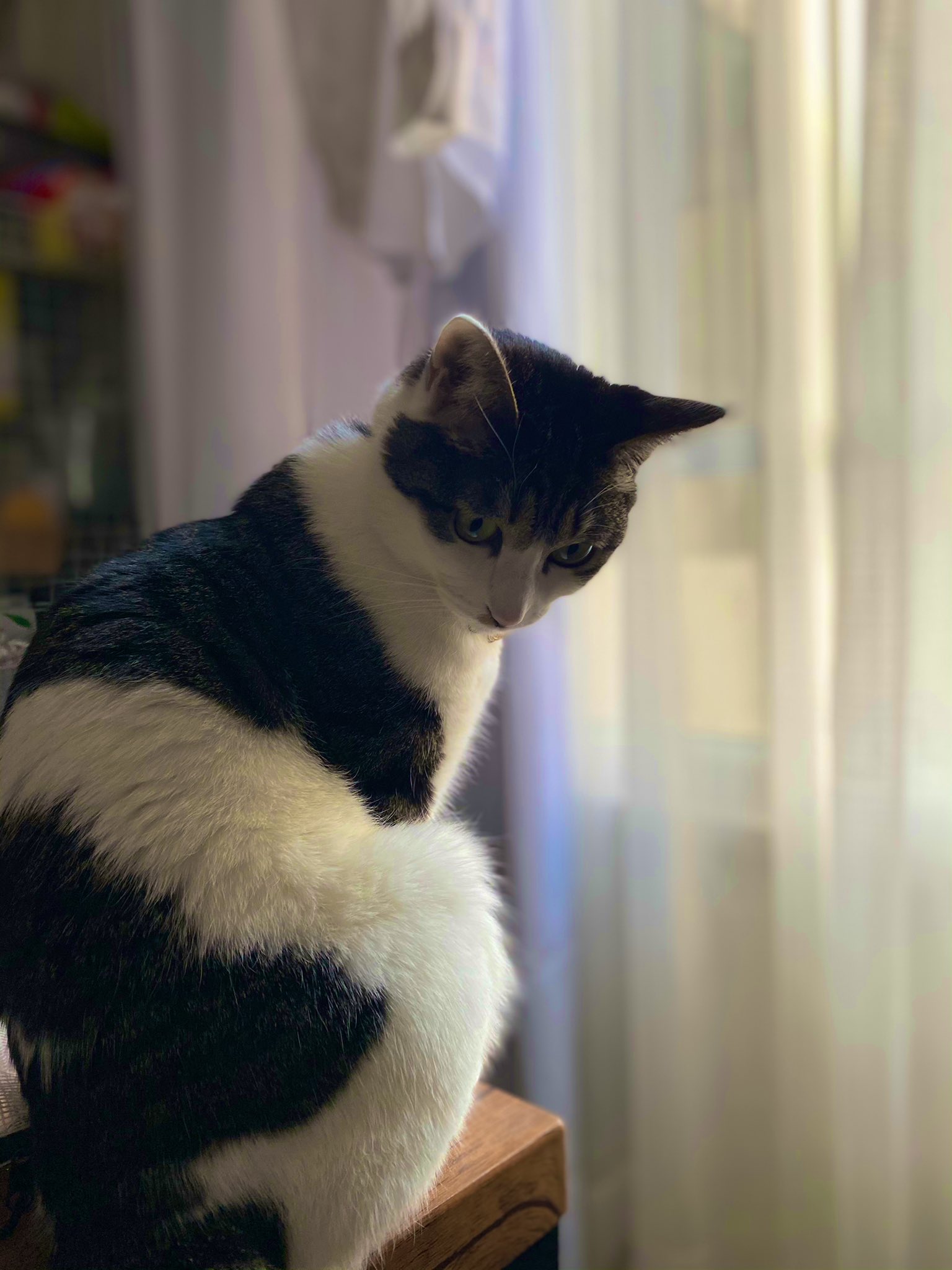 ミナトヤユウ On Twitter 妻 入院4日目 ぽにょはミルクを沢山飲んで元気に泣いて 甘えん坊とのこと 可愛い 家にはご飯 を沢山食べて元気に鳴いて 甘えん坊の猫がいる 可愛い ママがいないことに気づいてるのか 寂しそうな声で誰かを呼んでるように鳴くことが