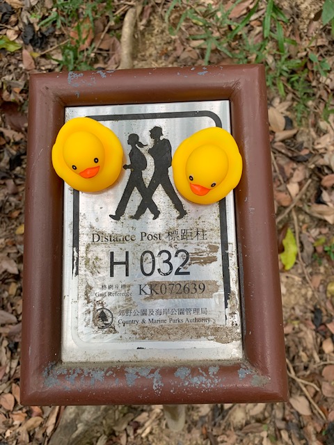 HHKSFry's tweet photo. Long Ducker: Ms Lowery did 50km Hong Kong Trail in one day with some other staff. @Harrow_HK https://t.co/sa8tNGIzN6