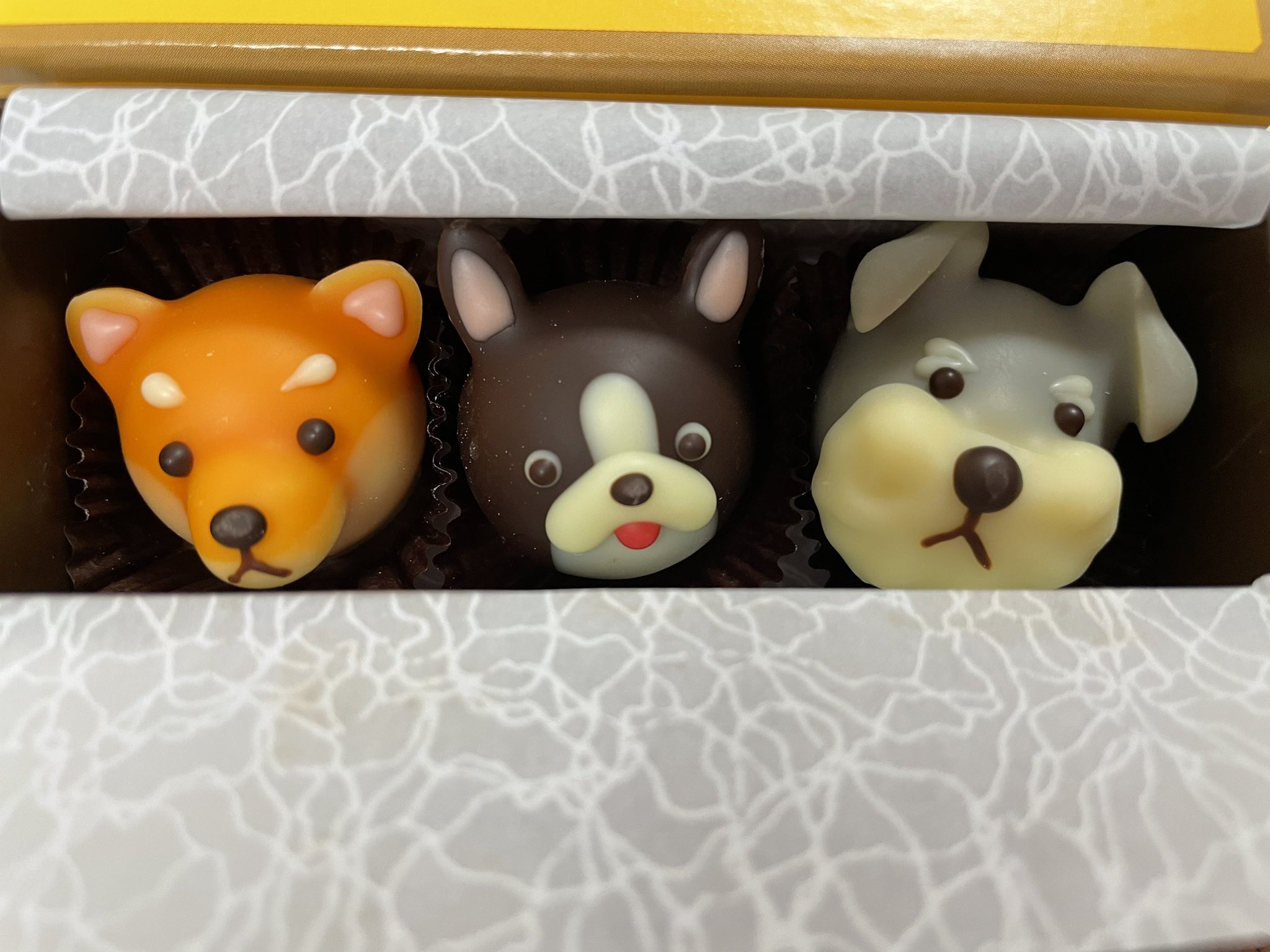 Animalchocolat Twitter Search Twitter