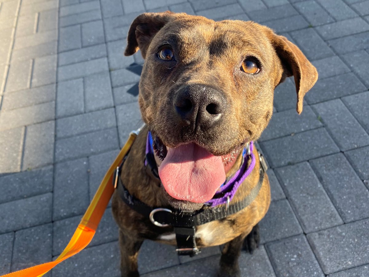 DallasShelter's tweet photo. Do they get much cuter than Peanut (#A1107549)?! π
This good girl is looking for an adopter or a foster to take her in and show her some love! Learn more about her at https://t.co/qGe1BR9PTE.
#AdoptDAS #BeDallas90 https://t.co/MpOOyYkCHr