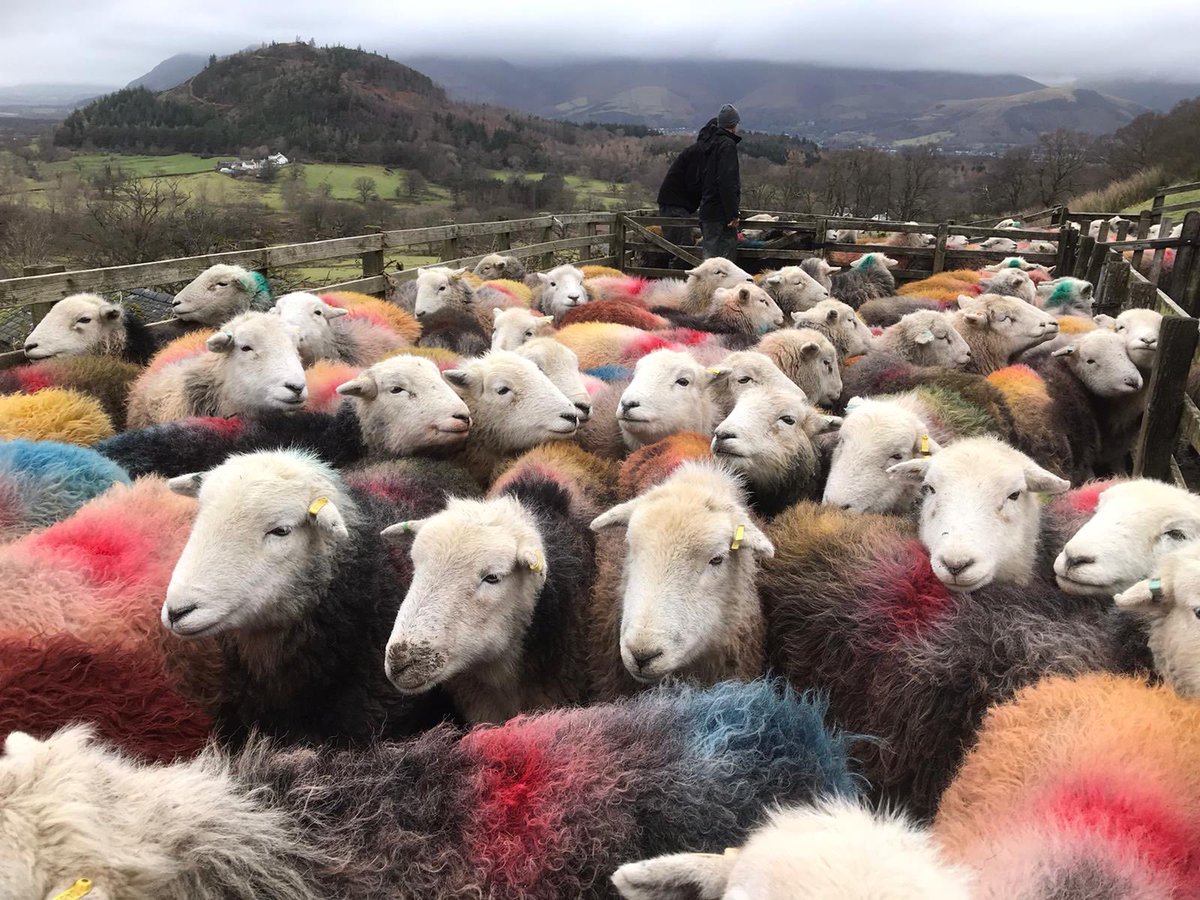 Only a few more weeks until lambing time for these lovely Herdwick ladies #LakeDistrict
