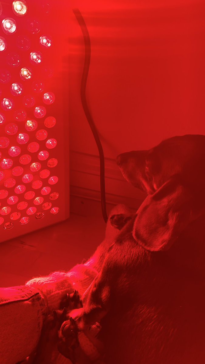sarahehook's tweet photo. Rupert Sausage enjoying some red light therapy with me 🚨❤️ #redlighttherapy #platinumled #sundayselfcare #antiinflammatory https://t.co/pkgl849Kz1