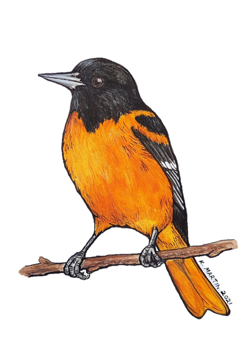 Good morning!
Baltimore Oriole artwork for my grandmother. 😊

#BirdArt #WildlifeIllustration