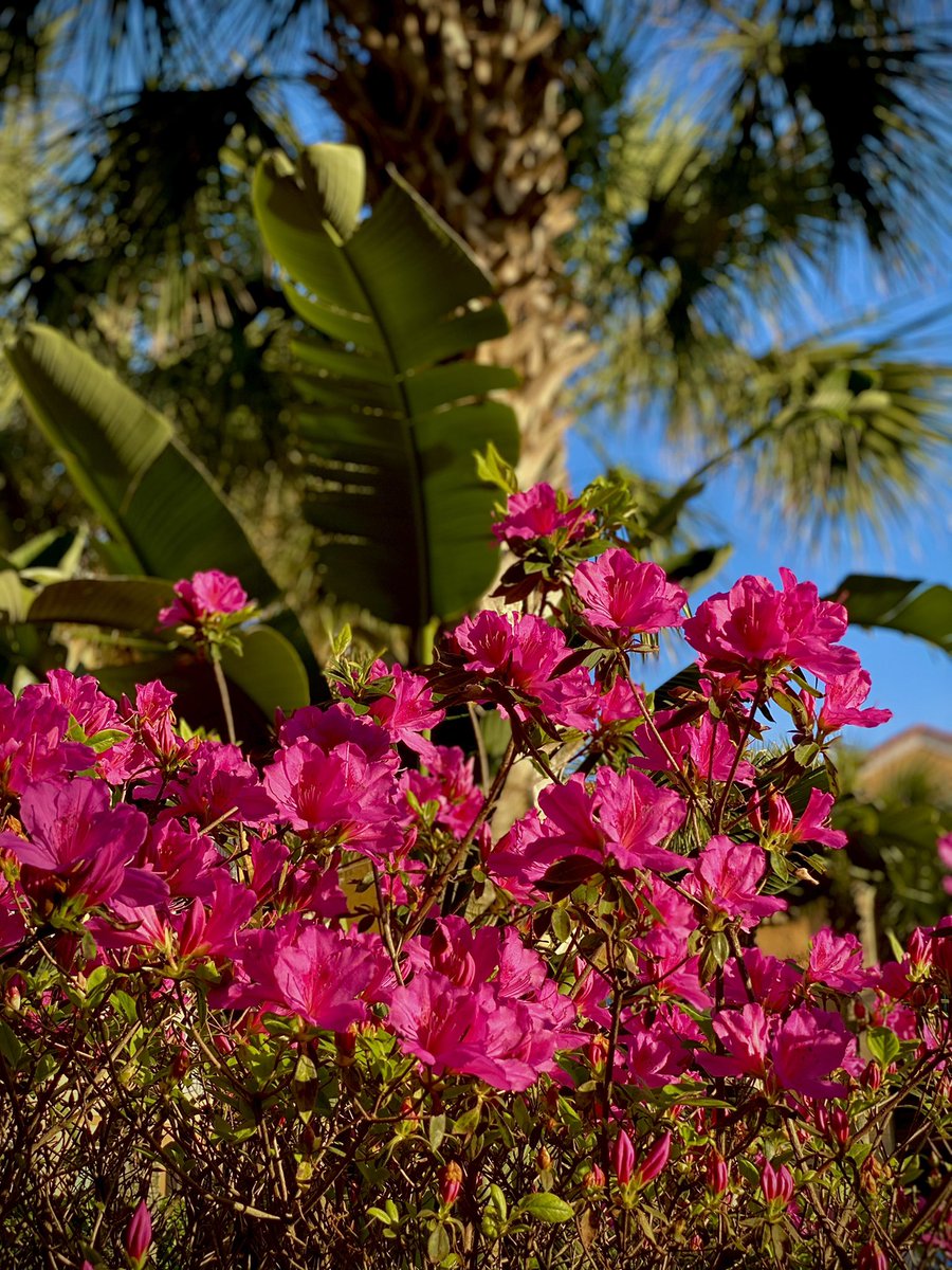 Only 22 days until <a href="/TheMasters/">The Masters</a>!!
#Masters #PGA #PGATour #THEPLAYERS #theplayerschampionship #Golf