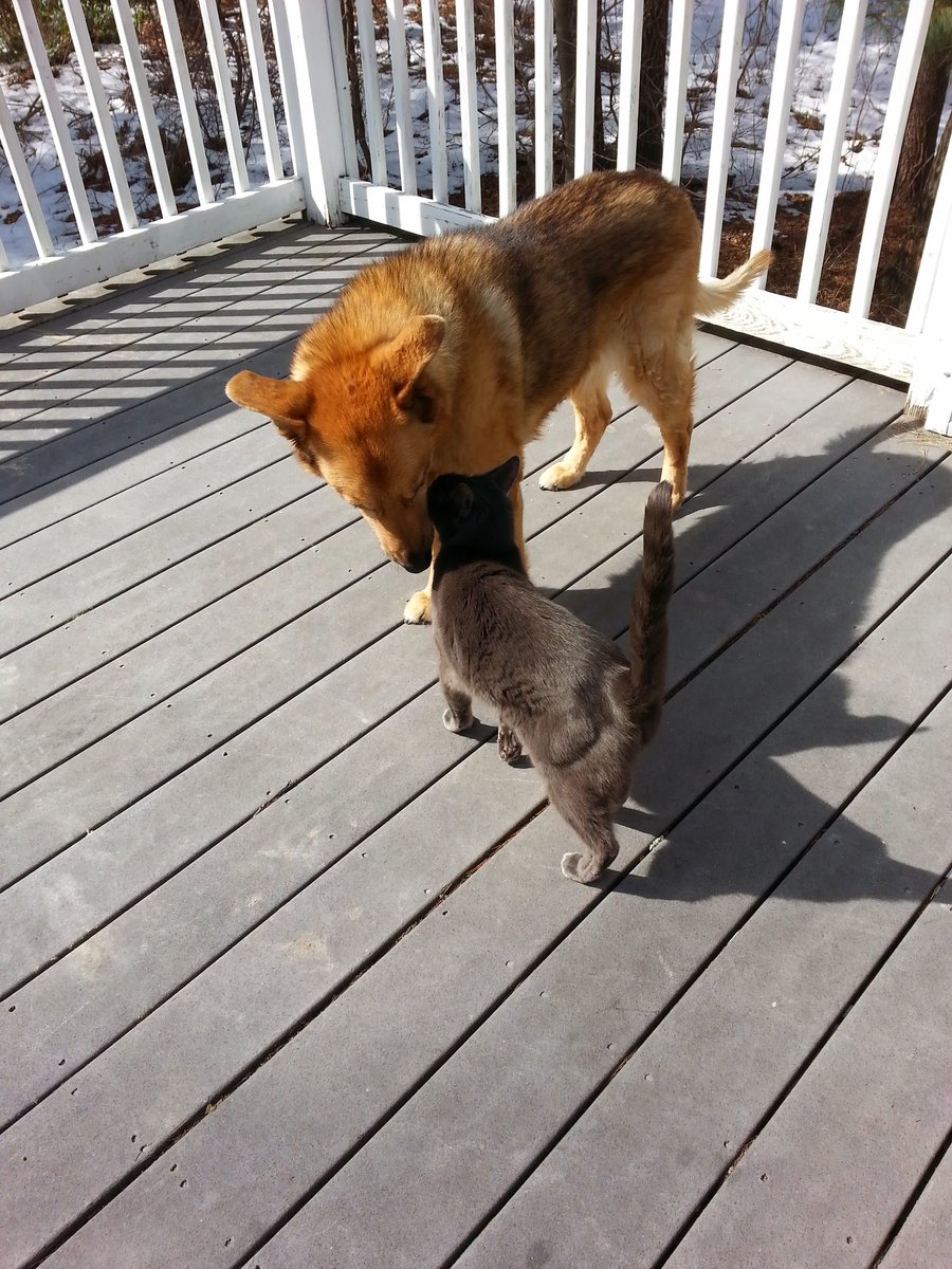 With fursib Shadow in 2013 ~angel💜abby~