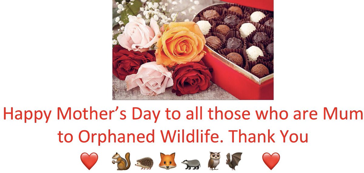 @TiggywinklesUK @BBCSpringwatch @WigglySnouts @WildlifeOrphan1 You’re all fantastic, keep up the good work and please pass this on ❤️ #wildlifeorphans #uk #mothersday