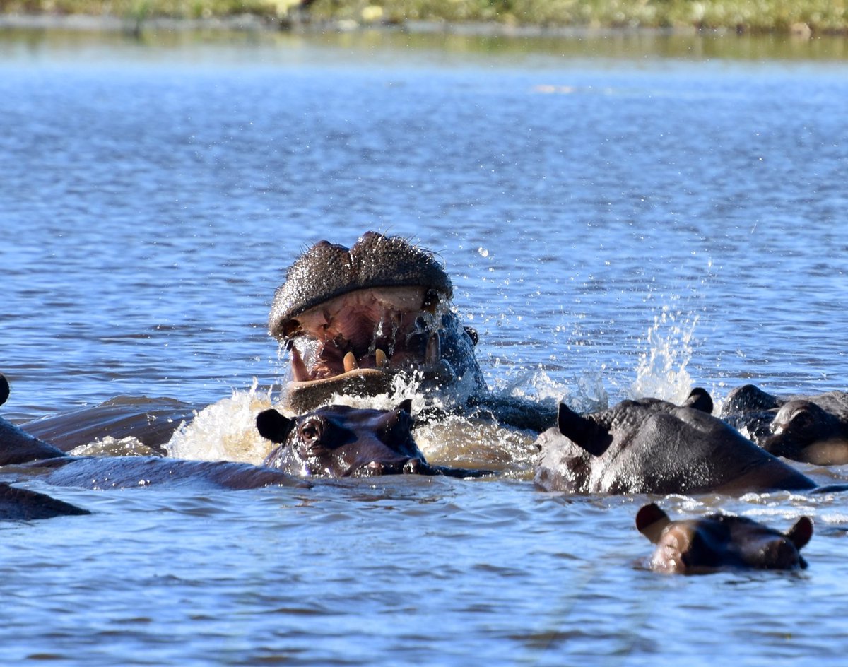 #safari  #exceptionaltravel #namibi