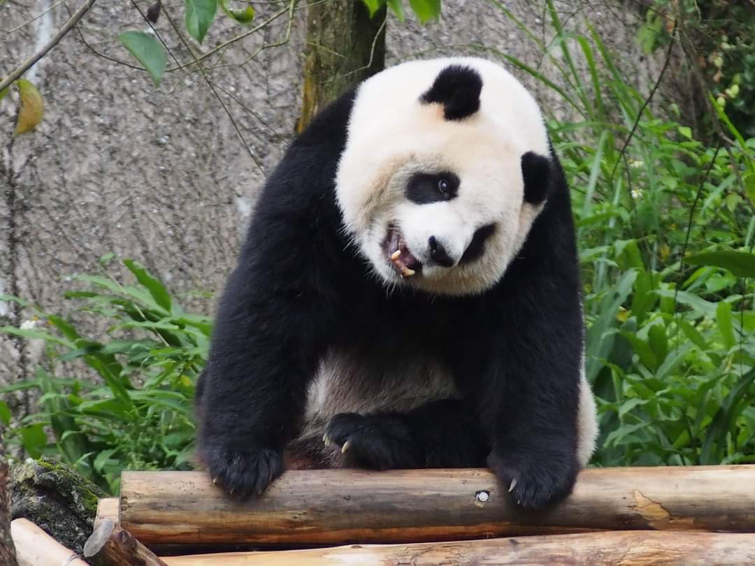 zai_panda's tweet photo. 20210314 Celebrate White Day Yuan Zai was eating bamboo Leaves and so cute Giant Panda Yuan Bao . https://t.co/ugt8BBz979