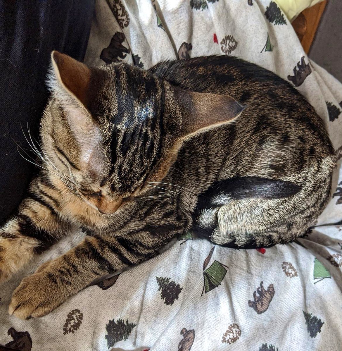 With all this talk about moving, I am overwhelmed. So I nap #cat #Caturday #CatsOfTwitter #kitten #tabby