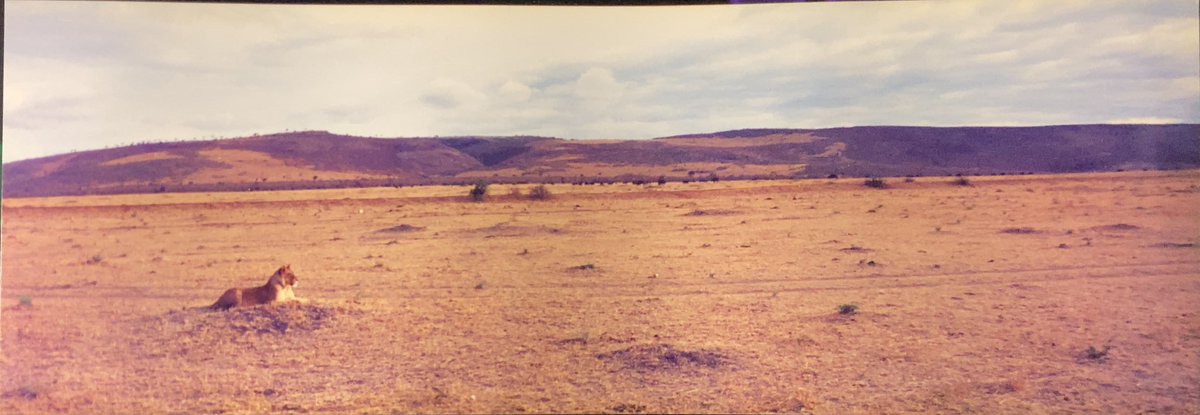 dejimaken's tweet photo. 昔流行った #パノラマ #写ルンです #レンズ付きフィルム 製写真第二弾
原っぱの真ん中でメス猫が物憂げな様子で遠くを見てた
#MaasaiMara #Kenya 
#swipeable https://t.co/erHJHHJtc1