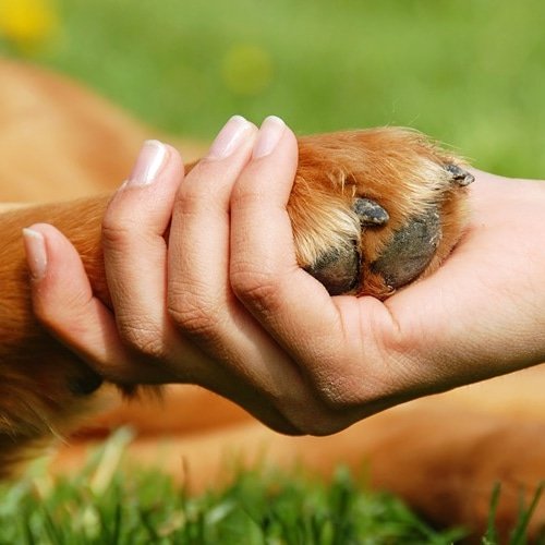 🆘🌼☀
Desde SOS Badalona también estamos para gente con recursos limitados que tienen animales en casa y necesitan ayuda con la comida de sus animales. 🐾
Si es tu caso, ponte en contacto con nosotr@s y miramos de qué manera podemos ayudarte. 🖐
#Sosbdn#