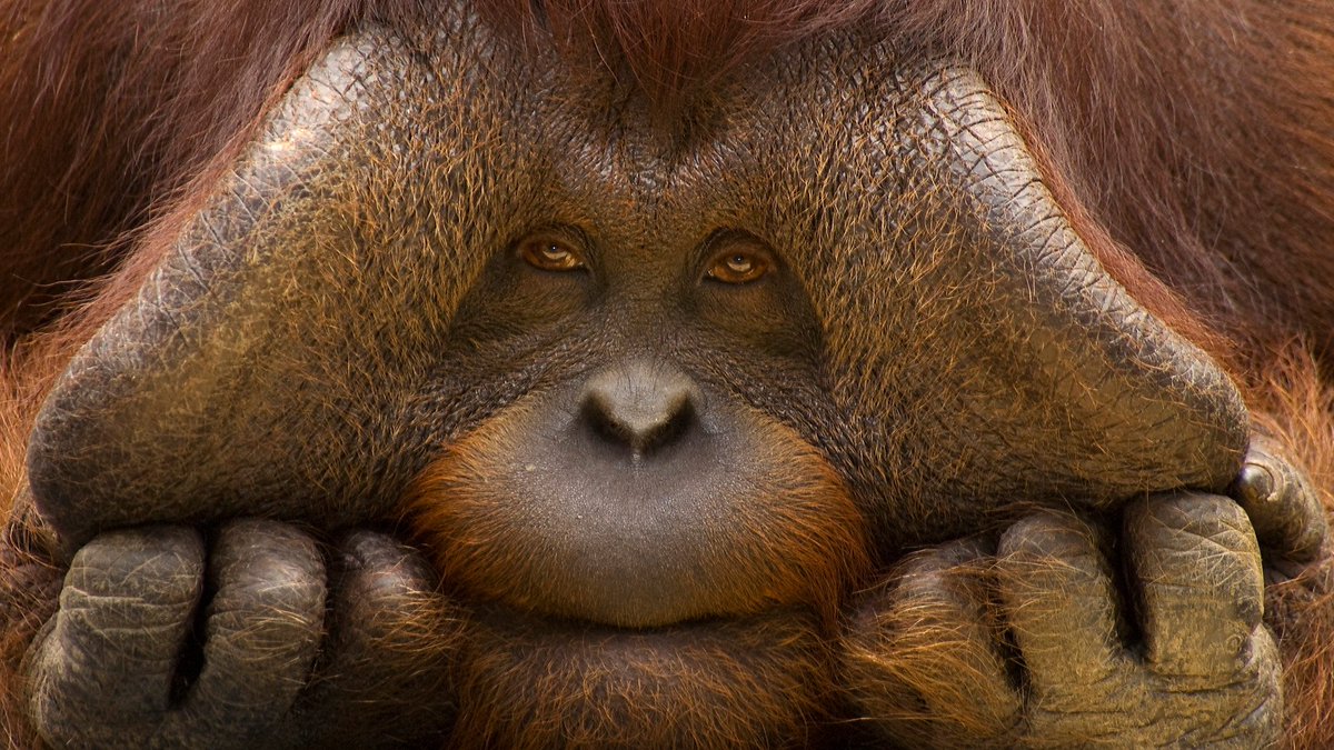 PalmOilDetect's tweet photo. Bornean Orangutans are the largest tree-dwelling mammals in the world. Critically endangered by #palmoil #deforestation they r disappearing. Join together to help them with a #Boycott4Wildlife. Art by @of_welsh https://t.co/0REZyTSCmk via @palmoildetect https://t.co/ayoxJJvMXQ