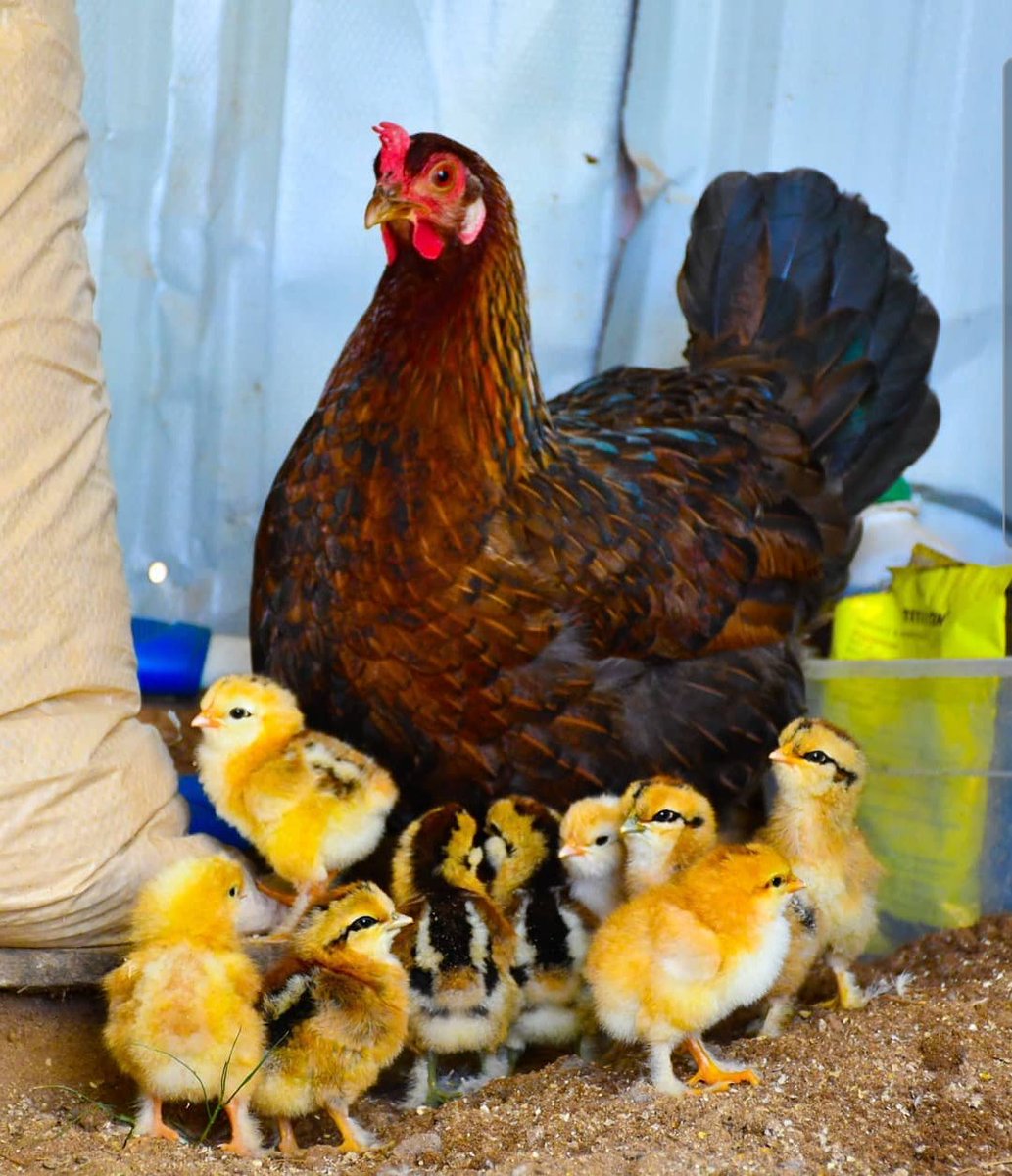 AlmatFarms's tweet photo. It's mother's day and we're dedicating this post to all the fluffy mothers of the animal world.

Happy Mother's Day!

#mothers #mothersday #animals #birdsofnature #chickens #silkiechicken #turkey #peafowl #goose #pettingzoo #tourism #agritourism #almatfarmslive #visitalmatfarms https://t.co/6Yp62EBmY4