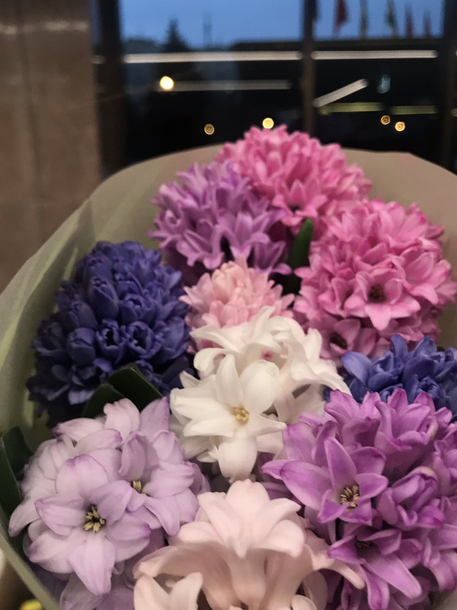 Гиацинты. Тёмные ещё не раскрылись