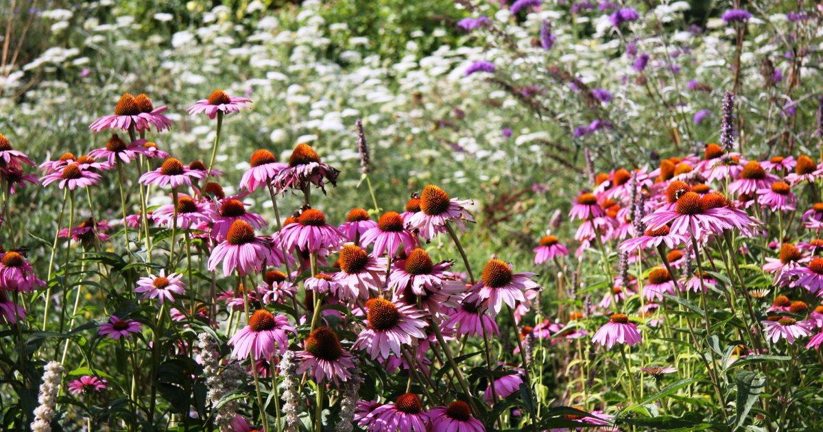 cityoftoronto's tweet photo. Do you think residents in #Toronto should be able to grow a natural garden without applying for a permit? Let us know your feedback by March 31. More: https://t.co/HLrhPjWmGL #CityofTO https://t.co/S17LnKAxN7