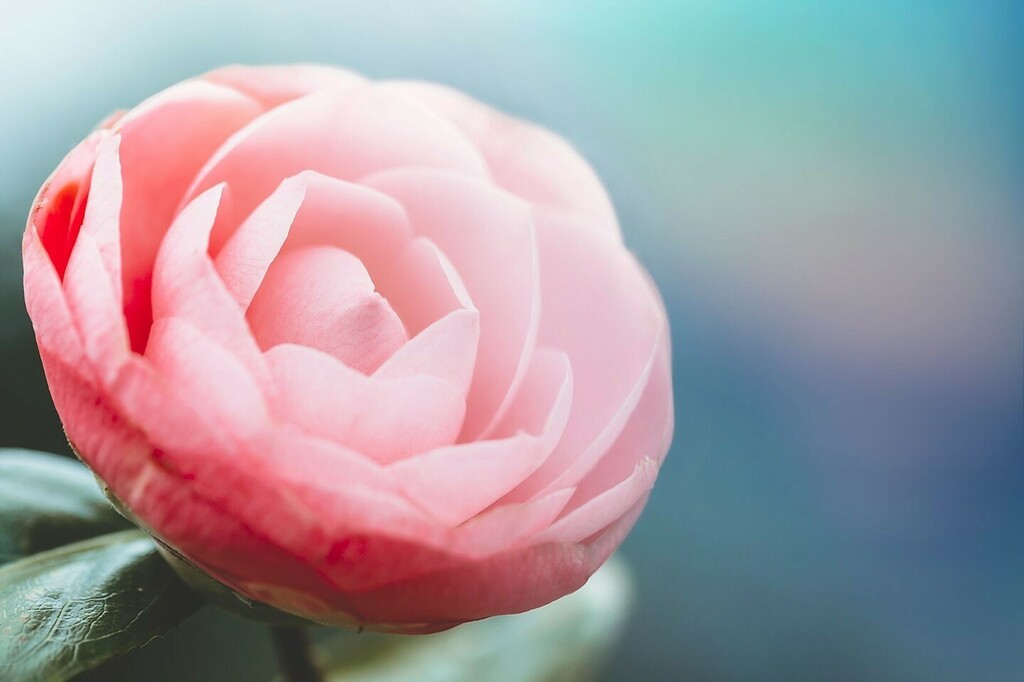 CeriHerdPhoto's tweet photo. “Art enables us to find ourselves and lose ourselves at the same time” ~ Thomas Merton⁠
.⁠
We are a group of artists who have come together to showcase our love of @Lensbabyusa #Omnifilter and how we use it to capture the world around us. Welcome to … https://t.co/x4kk1983uw https://t.co/RlA9oYUXVb