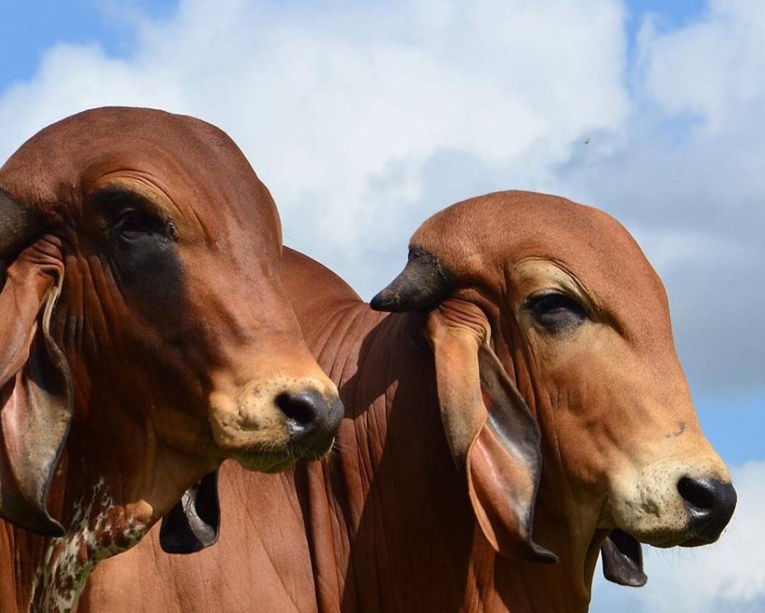 Can we declare Gir as the most beautiful breed of Desi cows?