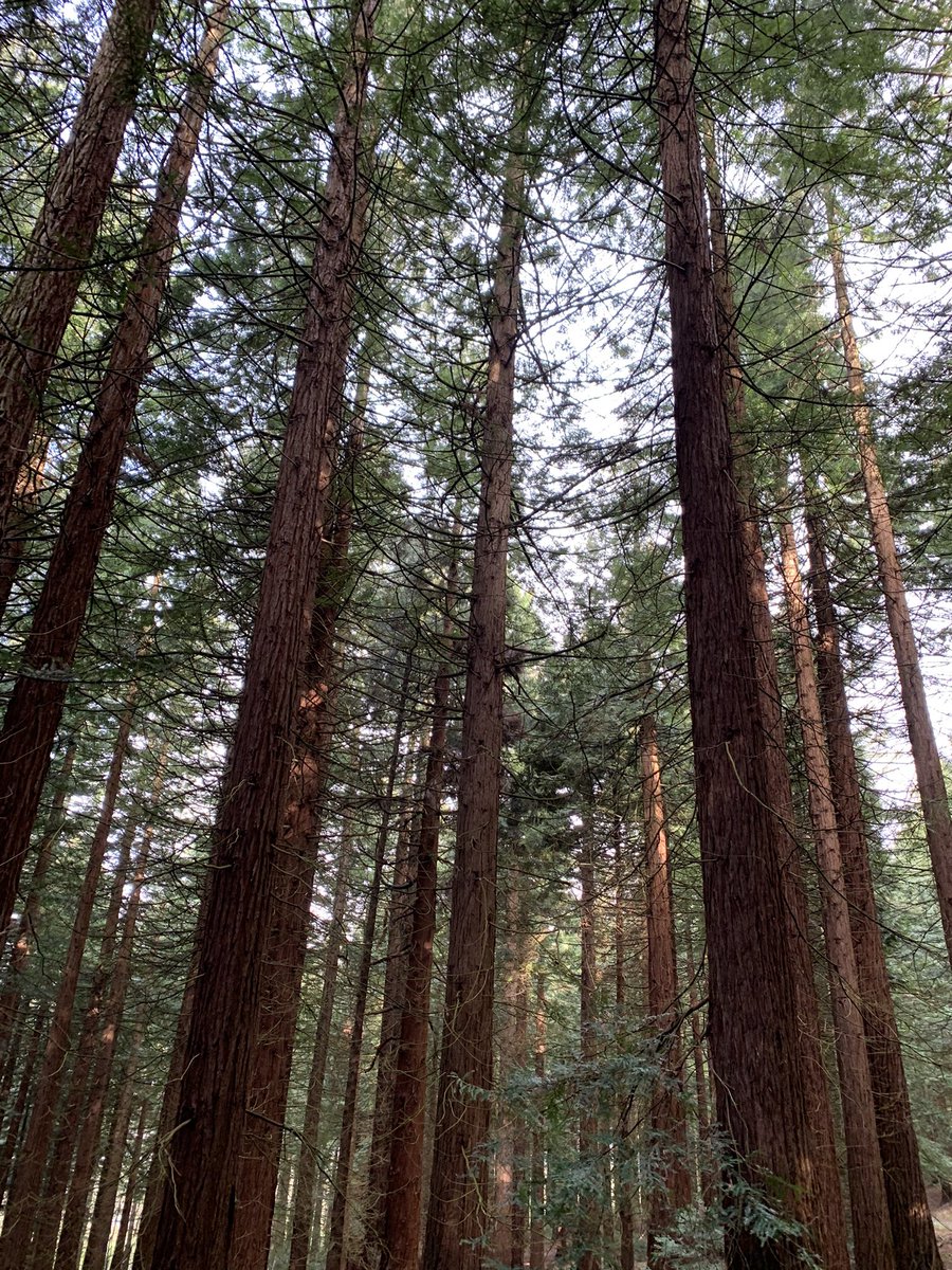 The tallest trees in Europe are two miles from #Welshpool. Redwoods, Sequoia sempervirens, live for 2000 years and grow to 50 metres in Montgomery and 95 metres in the US. No-one is marketing this glory of #Wales, not #VisitWales, #VisitPowys, #PowysCC or #WelshpoolTC. Why not?