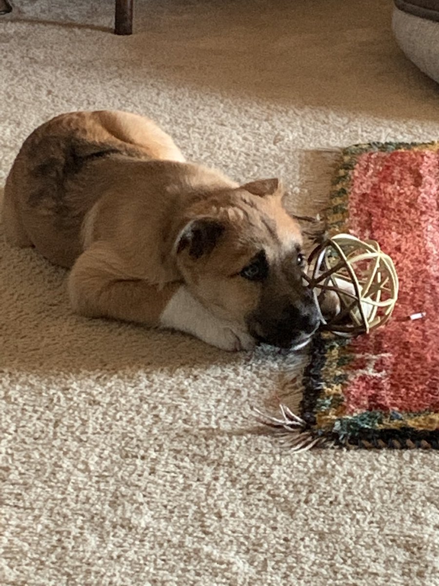 A couple of weeks ago Hattie 🏒 got a new friend, Ace ⛳️  (husky catahoula leopard dog mix) #HattieandAce