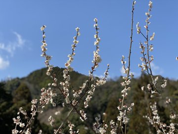 賀名生梅林22年の梅の見頃時期や開花状況と駐車場は