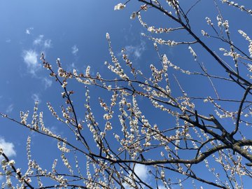 賀名生梅林22年の梅の見頃時期や開花状況と駐車場は