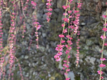 賀名生梅林22年の梅の見頃時期や開花状況と駐車場は