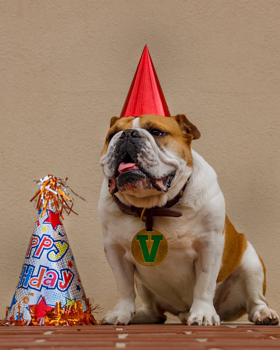 Birthday behavior... I’m 6 years young today! 🐾🥳💙 

Do we have pictures together? Share them with me so we can celebrate!