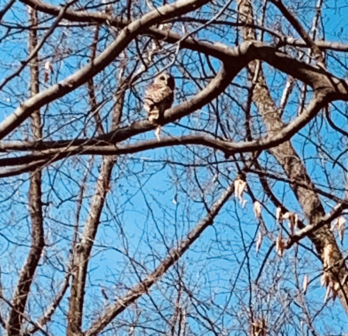 RobertWhite_DC's tweet image. I saw an owl in #RockCreekPark. If I told you how excited I was, you’d judge me.