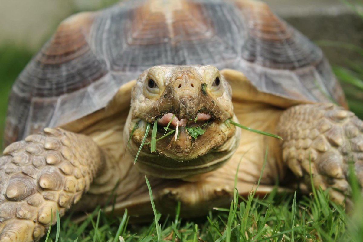 Just Exotics tweet media