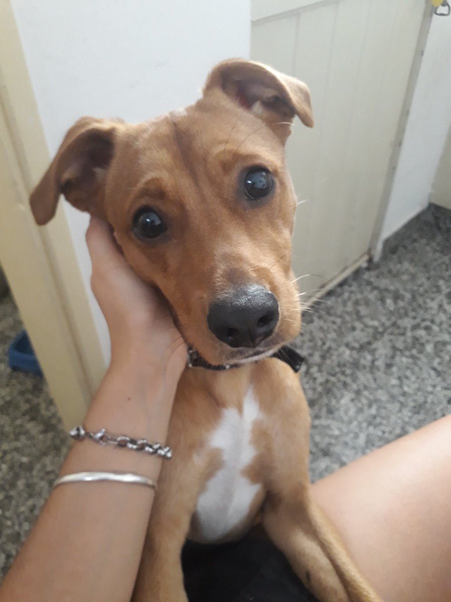 Bianscalesi's tweet photo. Twitter es servicio. Encontré a este perrito en el paseo de las esculturas. Parece tener dueño. Agradezco difusión para encontrar a sus dueñxs. https://t.co/tPKMsKt3hq