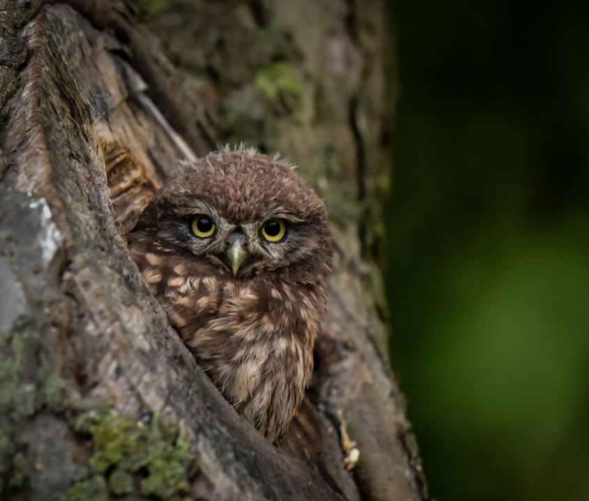 Bewoners dragen bij aan een levend landschap rond Gendt en Doornenburg. Bloeiende bermen voor bijen en andere insecten, beschermen van steenuilen en nog veel meer.
Zie voor meer informatie het bericht op onze website gendtvooruit.nl