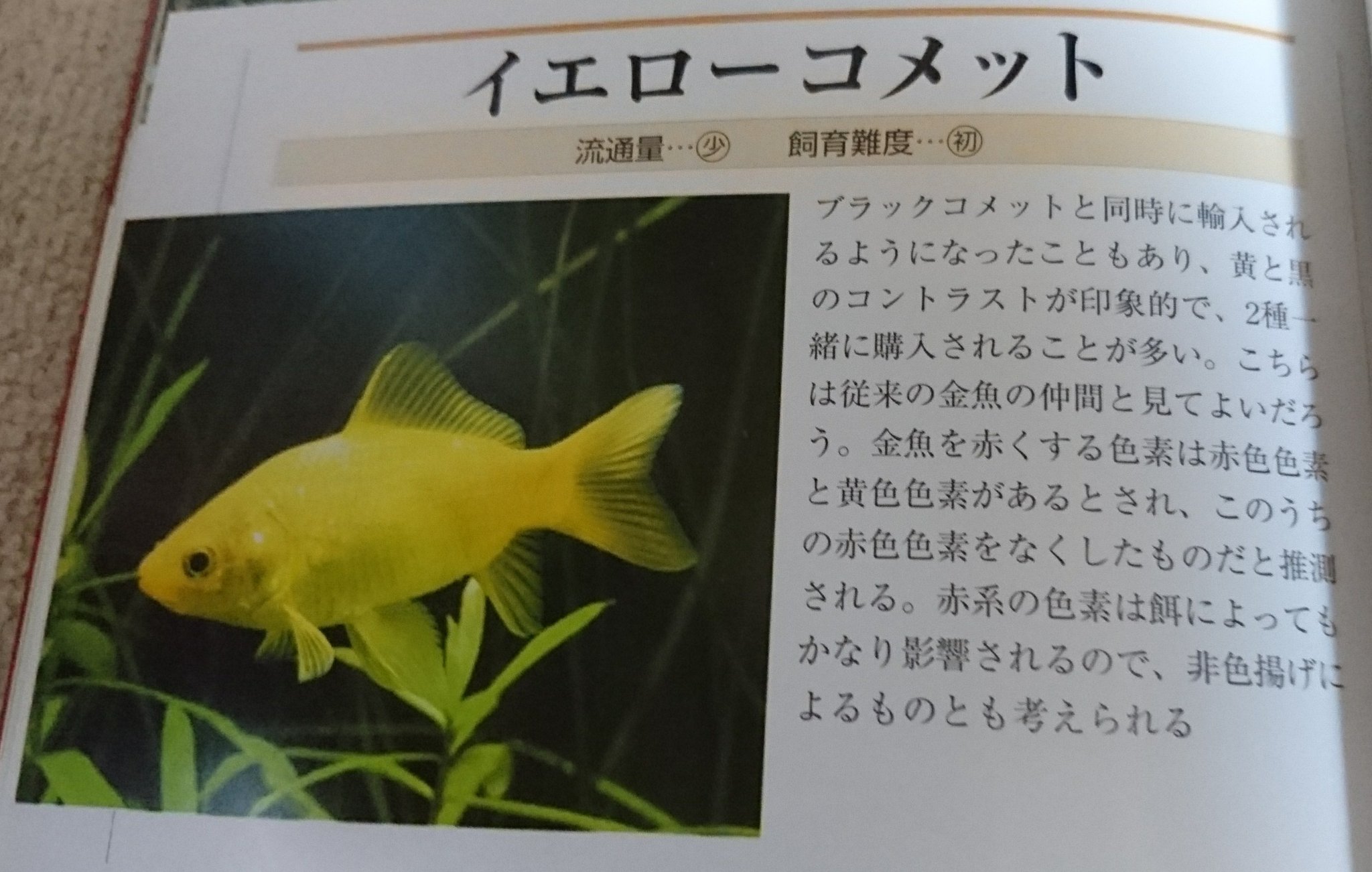 ワンマンアングラー 金魚 ジャンボオランダ イエローコメット ブラックコメット ジャンボオランダを初めて見た時は その 大きさ 推定４０ ５０ｃｍ に衝撃を覚えたものだ イエローコメットやブラックコメットは 品種そのものに斬新さを感じます
