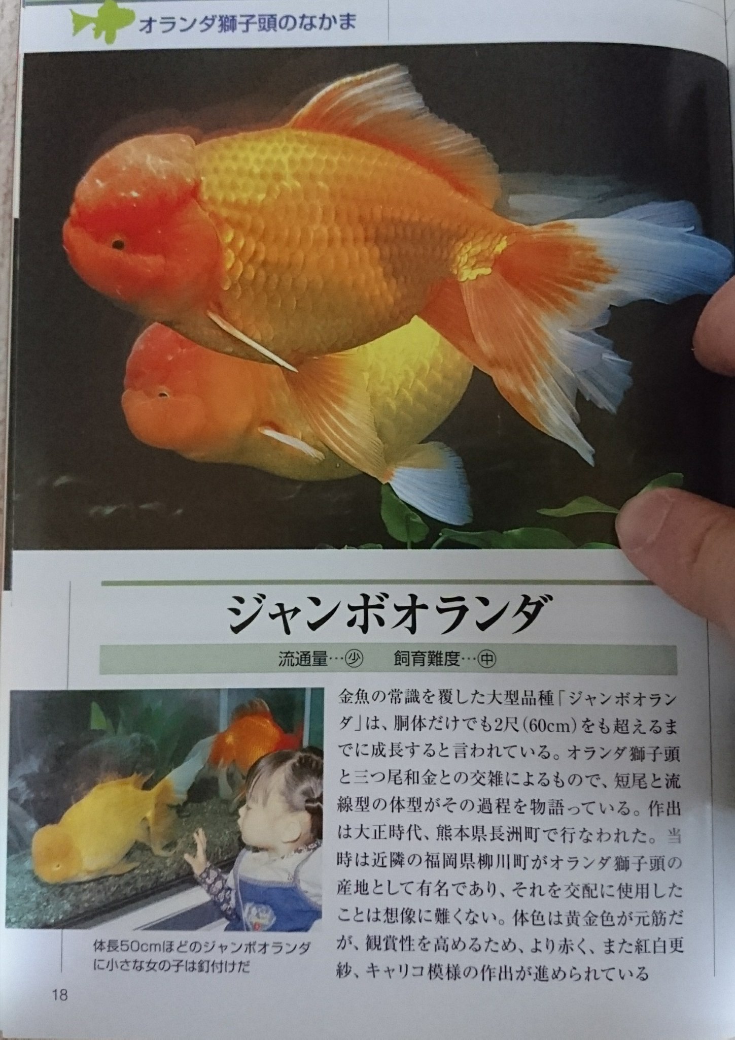 ワンマンアングラー 金魚 ジャンボオランダ イエローコメット ブラックコメット ジャンボオランダを初めて見た時は その大きさ 推定４０ ５０ｃｍ に衝撃を覚えたものだ イエローコメットやブラックコメットは 品種そのものに斬新さを感じます