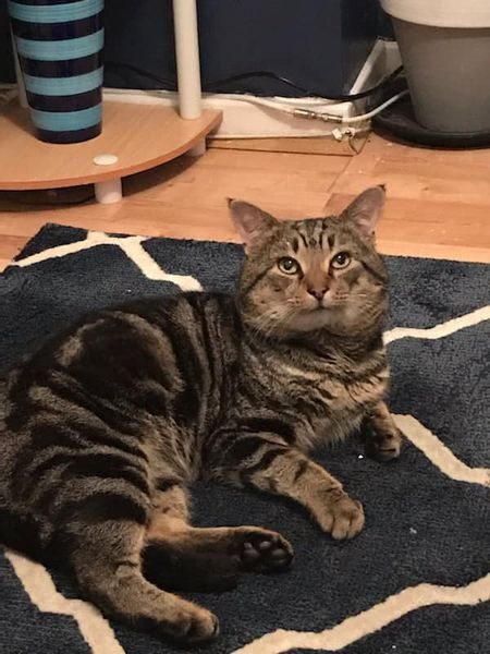 CatsMissing's tweet photo. #FindGatsby Male #LostCat Vanished Tues 9/2/21
Last seen Mileoak Rd area Hillcroft (backing on to Acorn Nursery) Portslade #Brighton #BN41
Much loved tabby nearly 8 yrs old #MissingCatsUK
🙏Check Gardens/Sheds/Garages/Basements/Outdoor storage areas
FB➡️https://t.co/DgKYdGKKgU https://t.co/YIDblkJGTi
