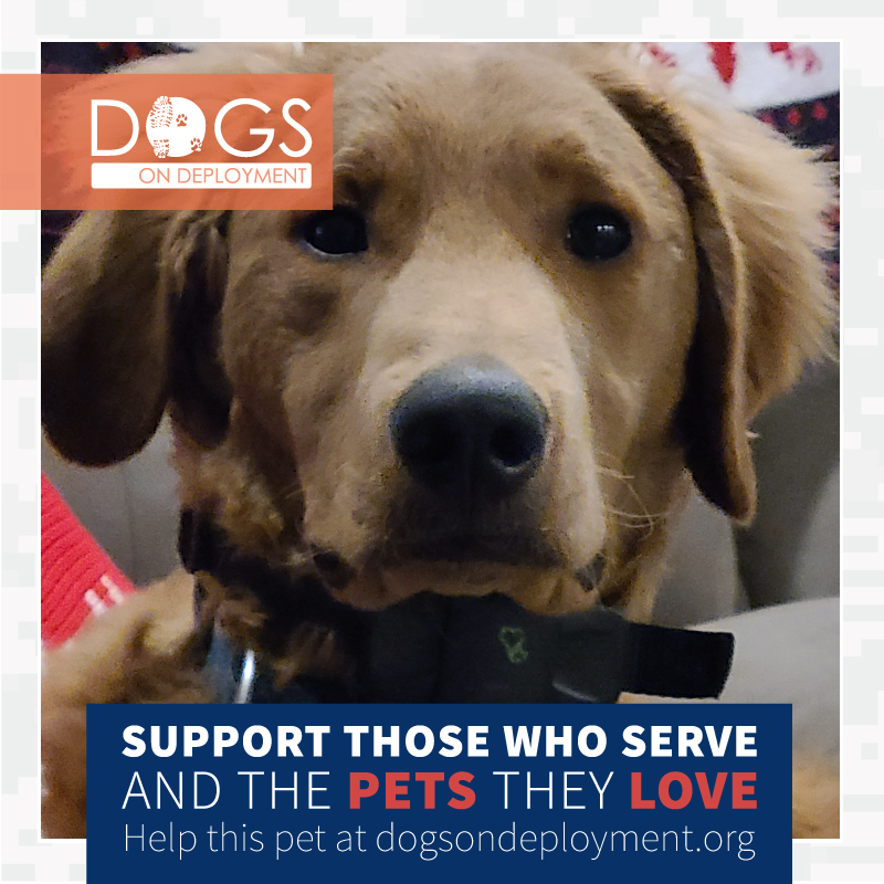 DogsonDeploymnt's tweet photo. Any #DoDBoarders near Shalimar, FL? Charlie & Blue need a place to stay 3/17-4/15/21, #Airforce Mom will be #deployed. to learn more about them register at https://t.co/aPbZ8x5MHV.
#DogsonDeployment #DODMission #Love #Fund #Board
#DoDPetInNeed #DoDFoster #Shalimar #FLORIDA https://t.co/ZsoouyOmlH