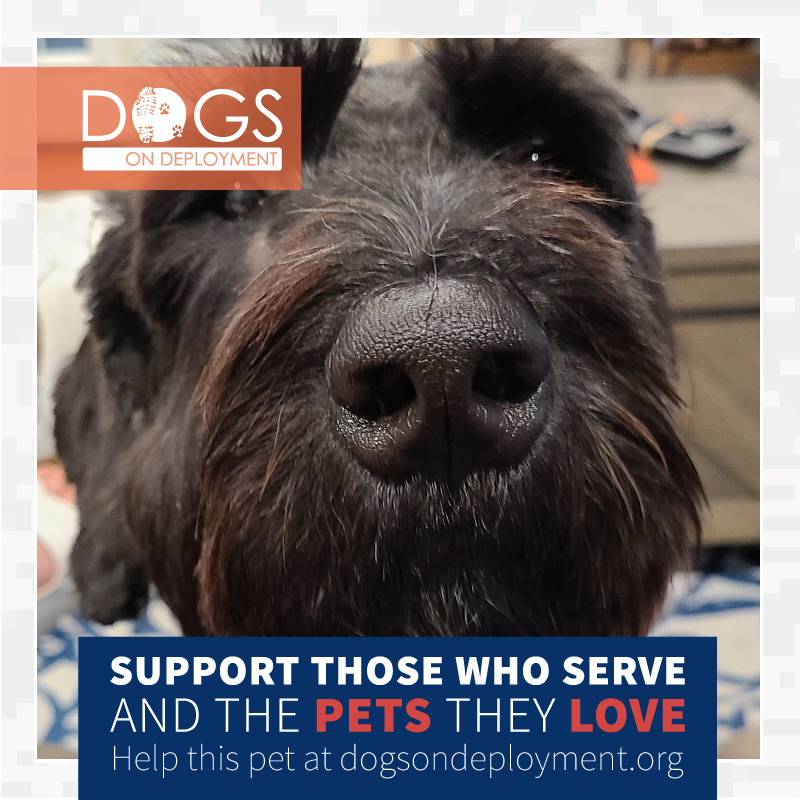 DogsonDeploymnt's tweet photo. Any #DoDBoarders near Shalimar, FL? Charlie & Blue need a place to stay 3/17-4/15/21, #Airforce Mom will be #deployed. to learn more about them register at https://t.co/aPbZ8x5MHV.
#DogsonDeployment #DODMission #Love #Fund #Board
#DoDPetInNeed #DoDFoster #Shalimar #FLORIDA https://t.co/ZsoouyOmlH