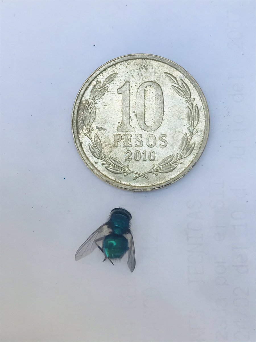 Headhunter_cl's tweet photo. @MoscasFloricola @otonista @ddu_10 @ChileAmbiental @chilebosque Esta semana en mi casa apareció esta mosca, será Neta chilensis? (En realidad aparecieron muchas!) https://t.co/XE79yGd94k