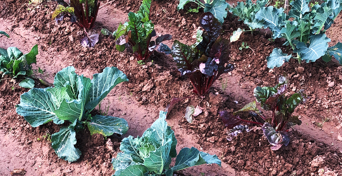 Plataforma Ribera-Salines tweet media