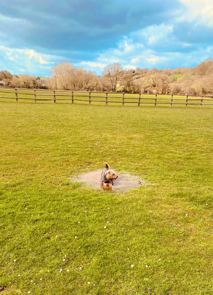 SallyGeake's tweet photo. Lens mission in life is to find the best puddle. No matter what. He makes me laugh everyday. #LittleTerror #LenDog #LenInLockdown https://t.co/rUGPhBX4hf