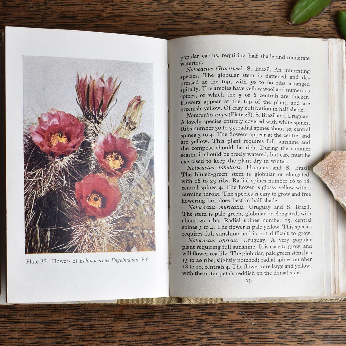 The Echinocereus engelmannii is also known as the Strawberry Hedgehog Cactus. This colour photograph appears in a vintage edition of the Observer's Book of Cacti &amp; Succulents by S H Scott. It is available from our website (link to website in bio) #virtualvintage #observersbooks