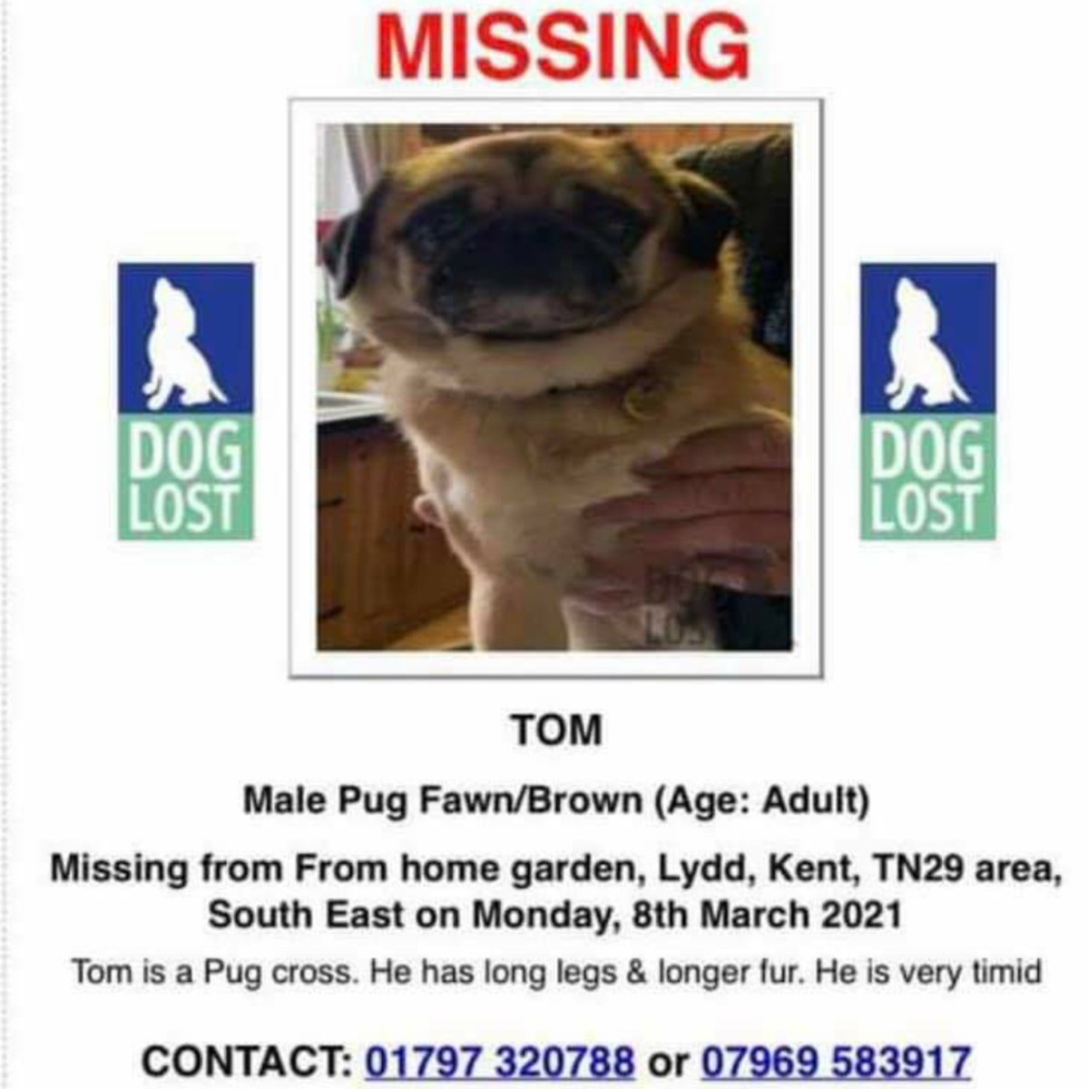 Another very difficult weekend without Tom the Pug, how could someone hurt an elderly lady so much? Second dog gone in a month. Please, please any info, let us know or take him to a vets or police station. #findTomthePug #DogTheftCrisis #dogtheftawareness #dogstolen #dogs