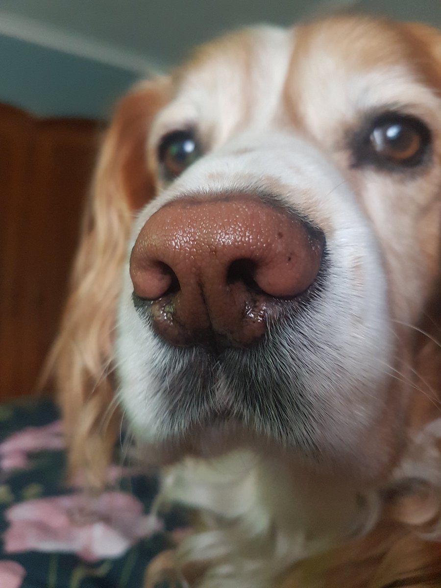 #boopmynose