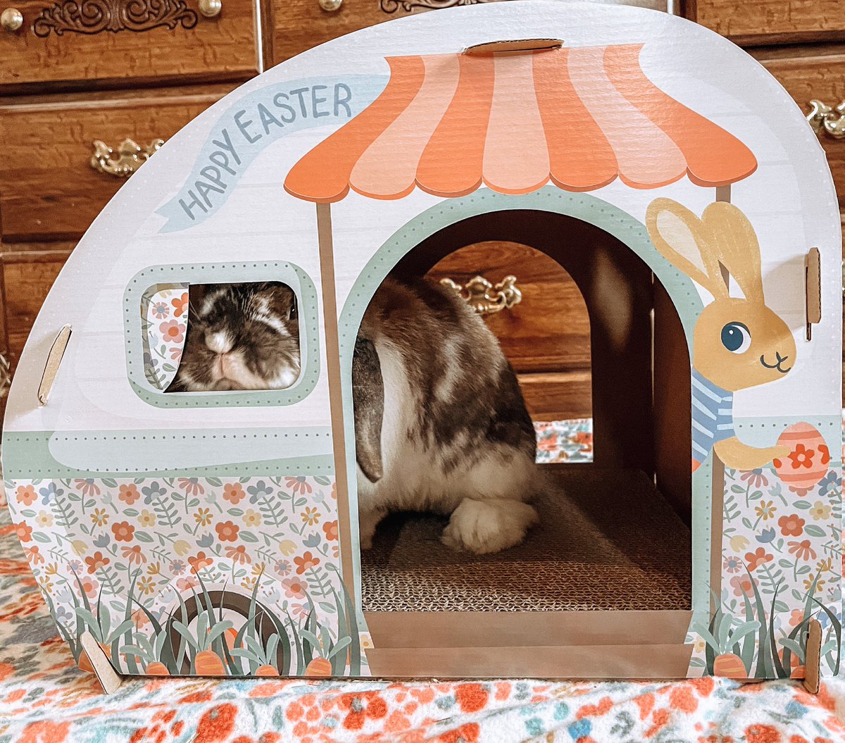 fandtbunnies's tweet photo. Looking to see if spring is here yet ๐ ๐ธ#bunny #bunnies #rabbit #rabbitsofinstagram #pets #animals #adorable #cute #flowerandthumper #pennyandpepper #bootsandbarkley #smallpets #smallpetsofinstagram #spring #springiscoming https://t.co/PXtmTltGrX