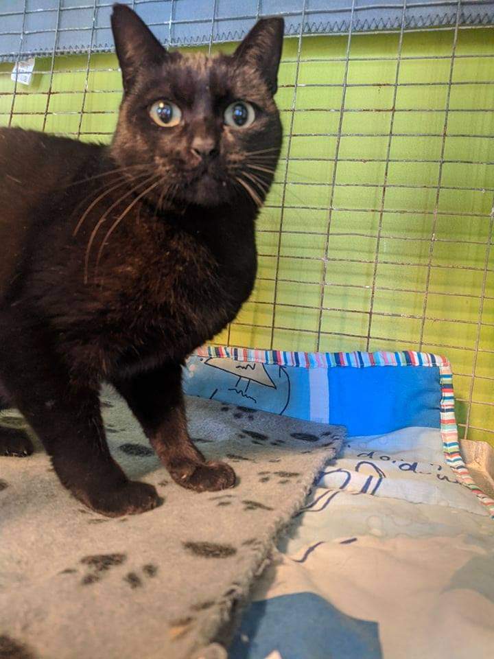 nes_almeida09's tweet photo. GATA PERDIDA EM FÂNZERES, zona das Casas amarelas, cal,... 

Gatinha preta com cerca de 1 ano, orelha esquerda cortada e muito meiga. 

Qualquer informação contactem: 916089824 ou 911532086 https://t.co/FzQ4Sprank