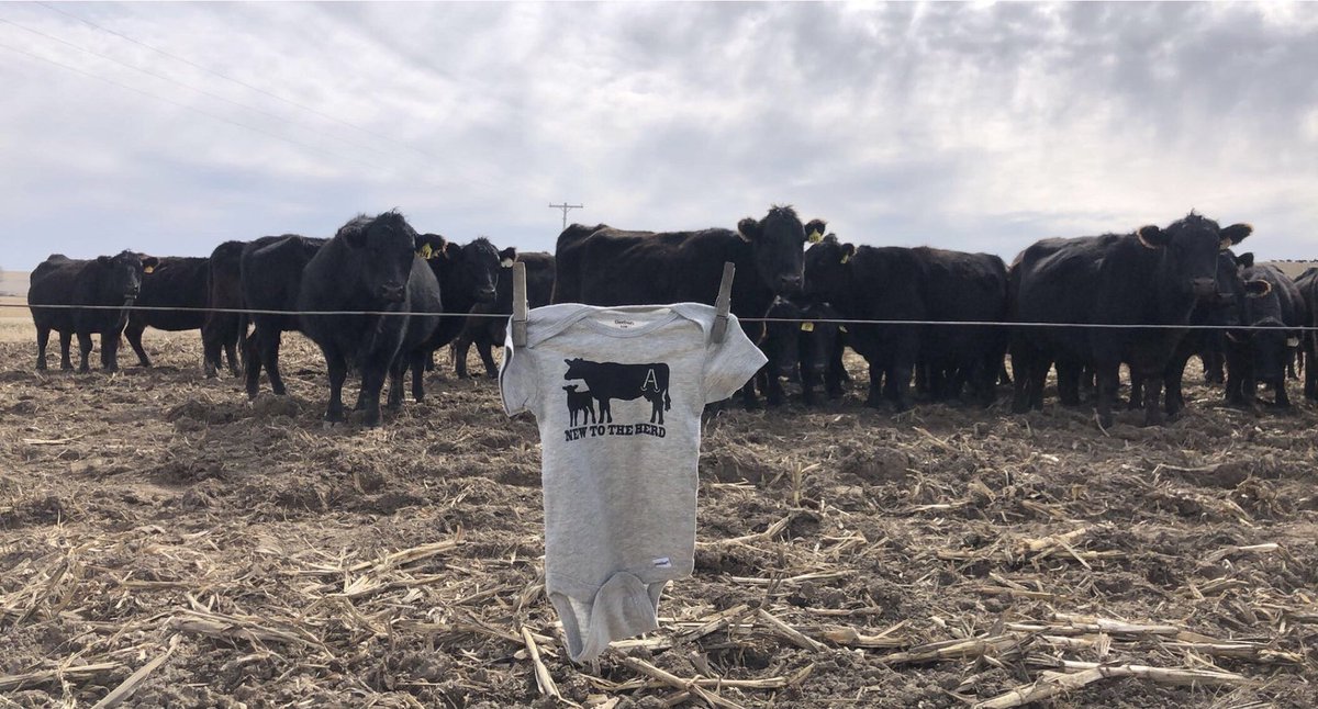 MorganLGall's tweet photo. Alex and I are so blessed to announce that we are adding to our “HERD” God must have known we needed another set of hands🖤 https://t.co/0j2CpjN806