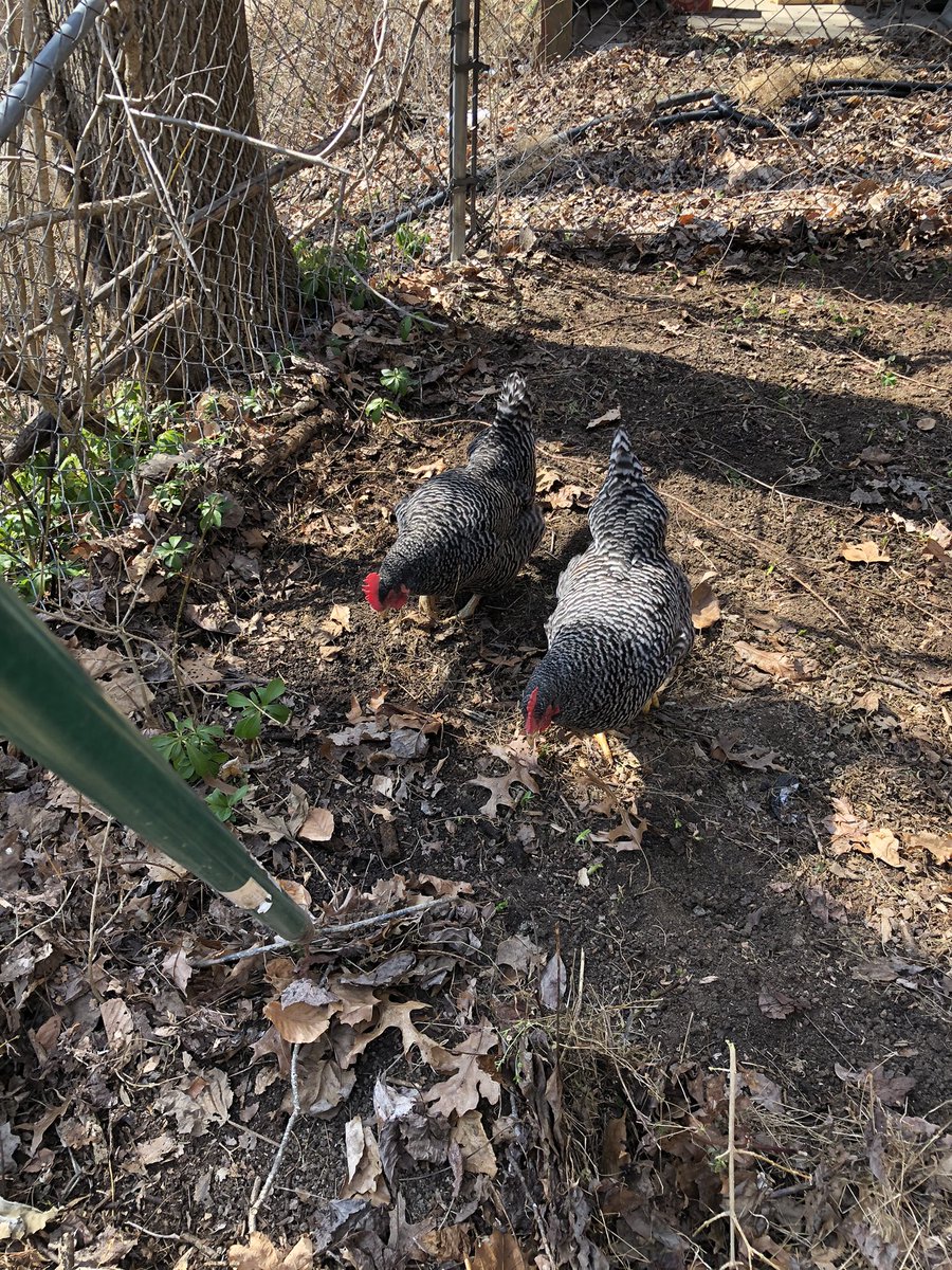 Carrot and Pepper love to help with weekend yard work! #ChickenGardeners