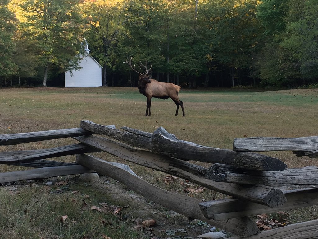 Are you looking for a fresh itinerary rich in homegrown mountain heritage? 🦌 Look into Haywood County, <a href="/VisitNCsmokies/">Visit NC Smokies</a>: visitncsmokies.com/itineraries/he… #HayNow #VisitNCSmokies