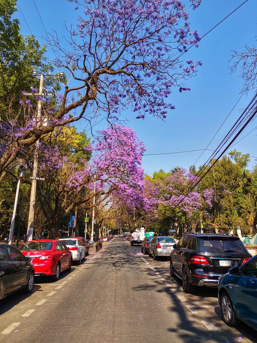 TimeOutMexico's tweet photo. ¡El Parque México es super bonito! Y las jacarandas lo hacen ver aún más bello en esta época del año. 😍🌳💜
.
📸IG: @viksendesh https://t.co/rbTSGY15hL