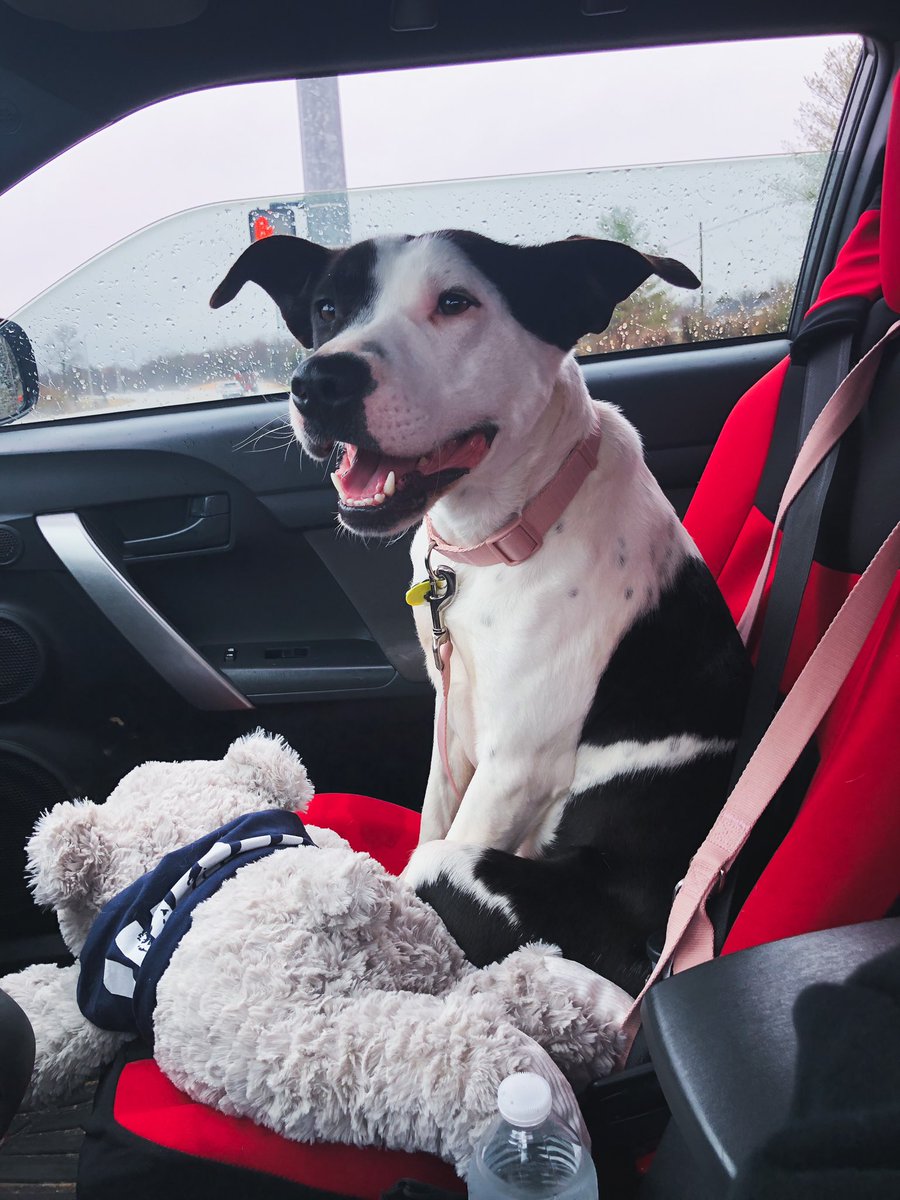 CananRussell's tweet image. I will now start using my Twitter strictly as my dog’s fan account.