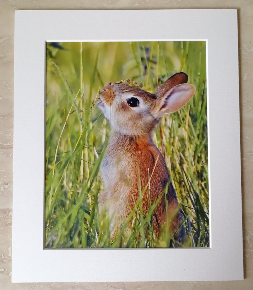 'Young Rabbit in the meadow' 10x8 mounted print. You can buy it here; https://www.carlbovis.com/product-page/young-rabbit-in-the-meadow-10x8-mounted-print 